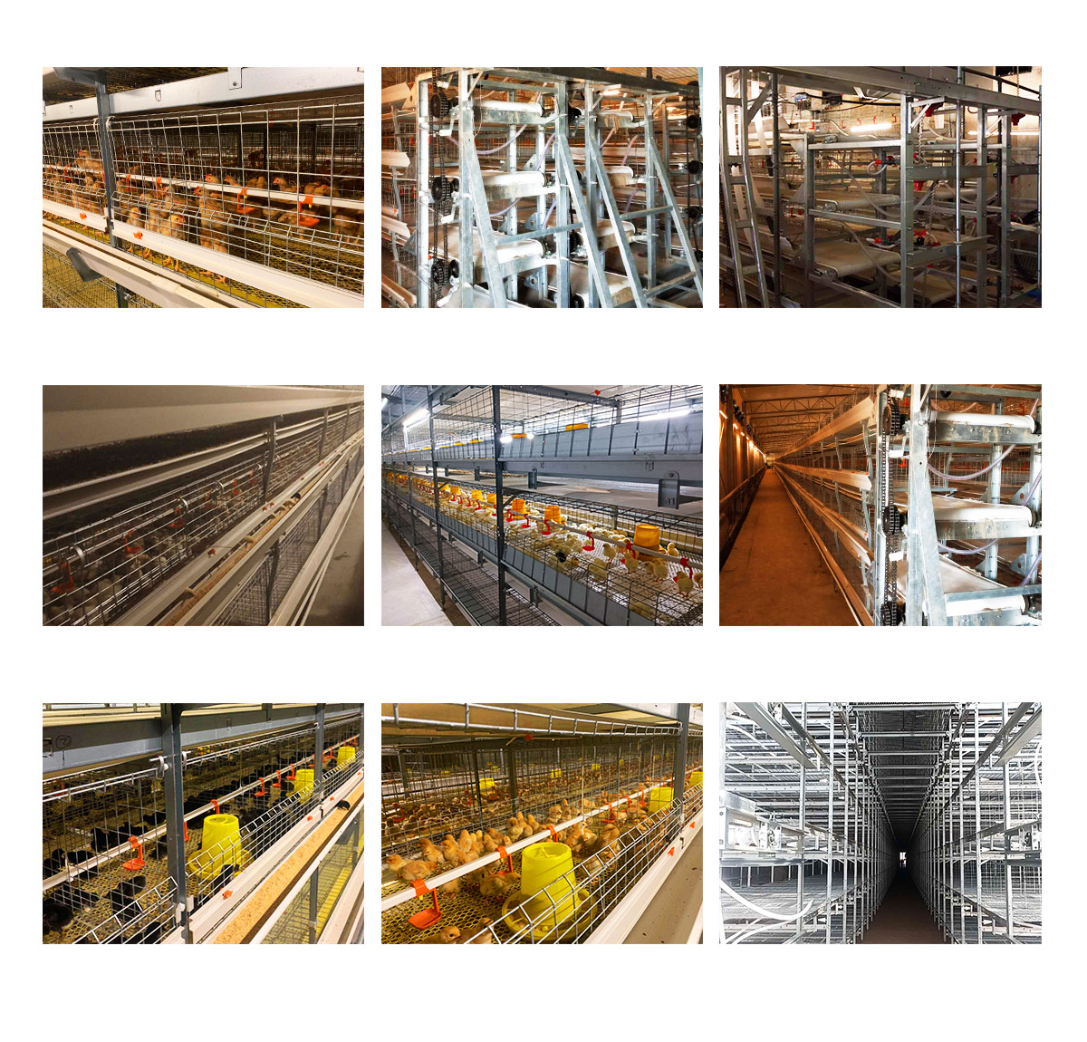 Stacked-Back-To-Back-Broiler-Cage2.jpg