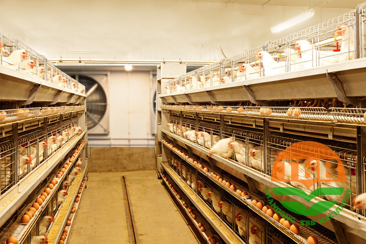 Natural vs mechanical poultry house ventilation comparison